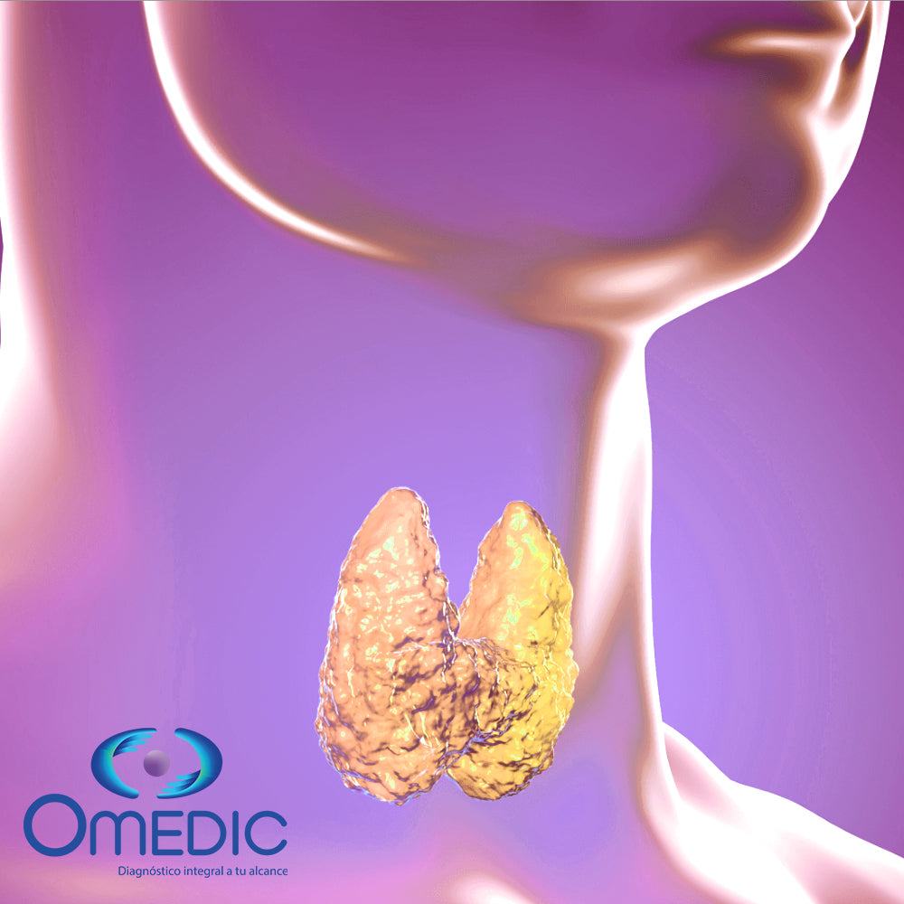 3D illustration of human thyroid gland highlighting thyroid profile test concept by Omedic
