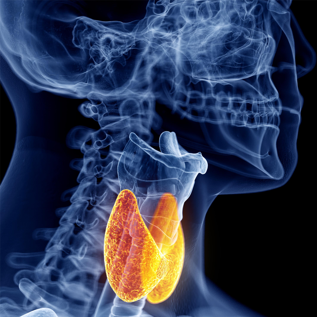 3D medical illustration of human thyroid gland highlighted within neck anatomy for thyroid function evaluation and diagnosis of disorders.